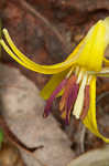 Dogtooth violet